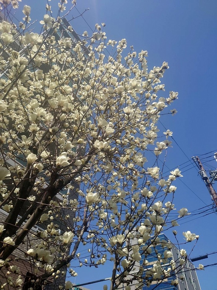 木蓮