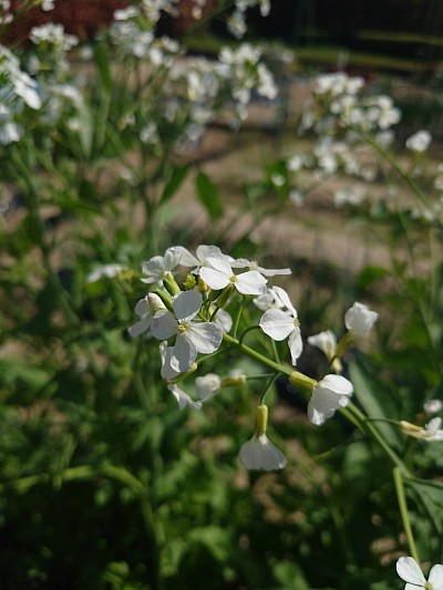 大根の花